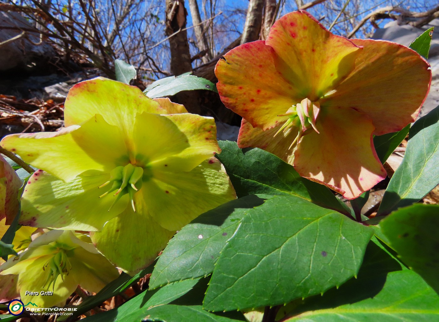 67 Ellebori baciati dal sole.JPG